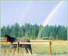 Nodaway Farm, retirement, layup and vacation care for horses in Sequim, Washington on the Olympic Peninsula